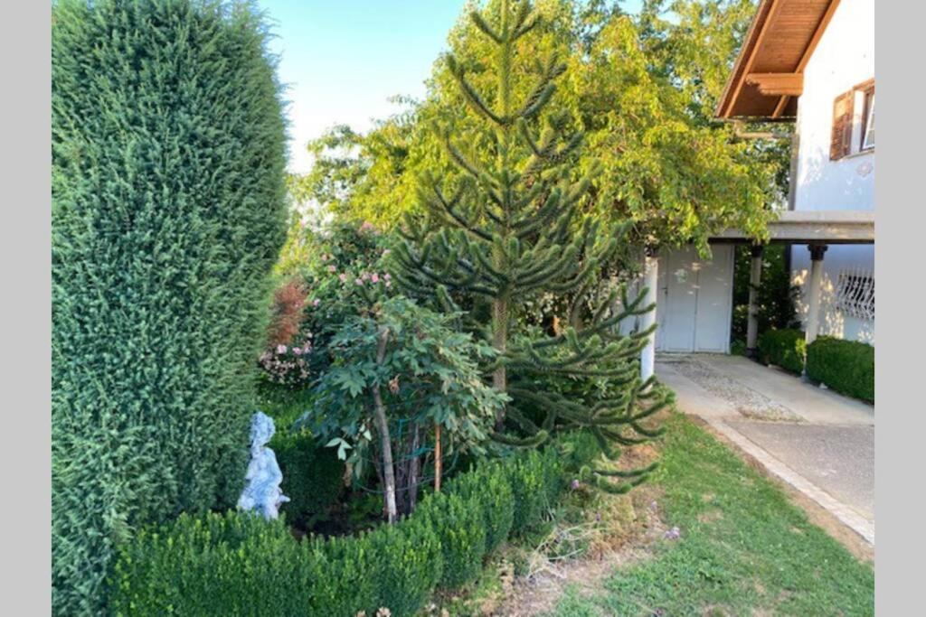 Apartma Jozica In Toncek Sveti Jurij ob Scavnici Экстерьер фото